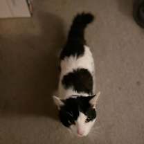 Thumbnail photo of Panther #3