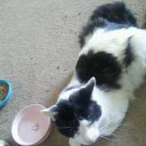 Thumbnail photo of Panther #4