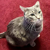 Thumbnail photo of BRADY (BONDED w/YAZ) (COURTESY POST) #1