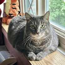 Thumbnail photo of BRADY (BONDED w/YAZ) (COURTESY POST) #2