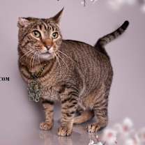 Thumbnail photo of ENERU #3