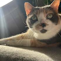 Thumbnail photo of Callista #4