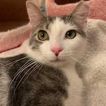 Thumbnail photo of zz 'Maggie' courtesy listing #1