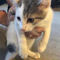 Thumbnail photo of Focaccia & Matzo #3