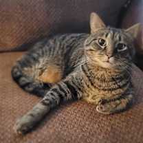 Thumbnail photo of Nermal #1