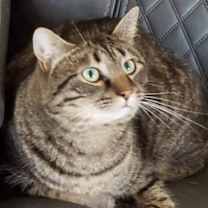 Thumbnail photo of Nermal #2