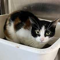 Thumbnail photo of Molly #1