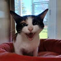 Thumbnail photo of Molly #2