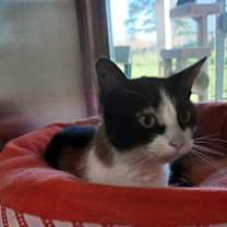 Thumbnail photo of Molly #4