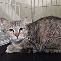 Thumbnail photo of Sanora #1