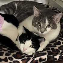 Thumbnail photo of Lil #4