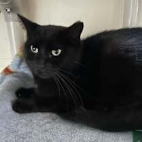 Thumbnail photo of Layla #1