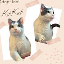 Thumbnail photo of KitKat #1