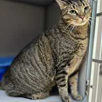 Thumbnail photo of Patches #1