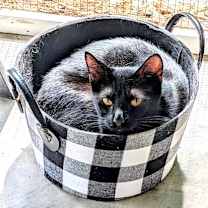 Thumbnail photo of Roman #1