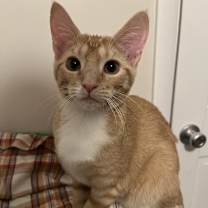 Thumbnail photo of Clementine #2