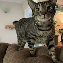 Thumbnail photo of Vern #1