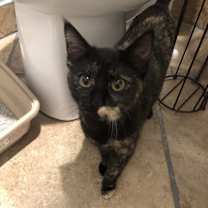 Thumbnail photo of Piper #1