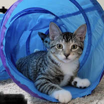 Thumbnail photo of Wilbur (The Velcro Loving Boy) #2