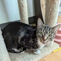 Thumbnail photo of Mittens #1