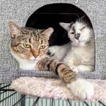 Thumbnail photo of Mittens #2