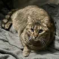 Thumbnail photo of Queen Bee #1