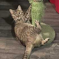 Thumbnail photo of Queen Bee #2