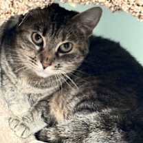 Thumbnail photo of Queen Bee #3