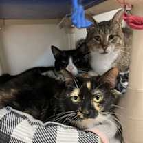 Thumbnail photo of Caramel #3