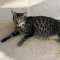 Thumbnail photo of Goose #1