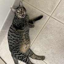 Thumbnail photo of Goose #4
