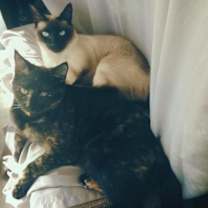 Thumbnail photo of Kooks #1