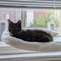 Thumbnail photo of Kooks #2