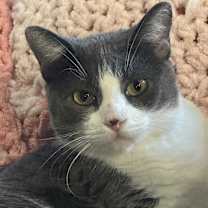 Thumbnail photo of Laurel #2