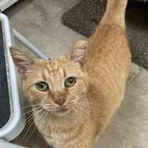 Thumbnail photo of Valentine #2