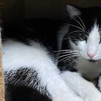 Thumbnail photo of DOMINO #1