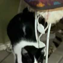 Thumbnail photo of DOMINO #2