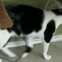 Thumbnail photo of DOMINO #3