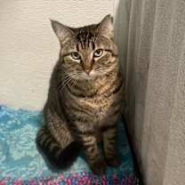 Thumbnail photo of Cuddles and Shadow #2