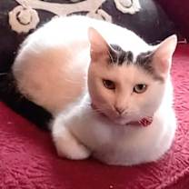 Thumbnail photo of KITTY MOMA LILY #1