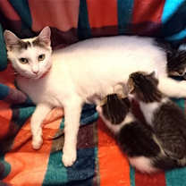 Thumbnail photo of KITTY MOMA LILY #3