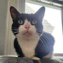 Thumbnail photo of Panda #1