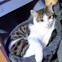 Thumbnail photo of KITTEN EDIE #4