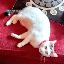 Thumbnail photo of KITTY MOMA LILY #2