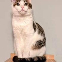 Thumbnail photo of KITTEN EDIE #1