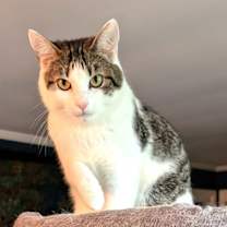 Thumbnail photo of KITTEN EDIE #3