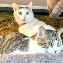 Thumbnail photo of KITTY MARILYN #3