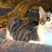 Thumbnail photo of KITTEN MARILYN #1