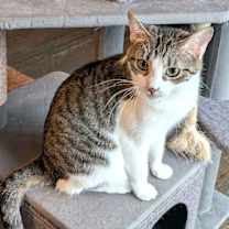 Thumbnail photo of KITTEN MARILYN #2