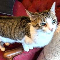 Thumbnail photo of KITTEN MARILYN #4